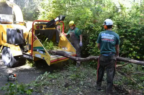tree services Alexandria